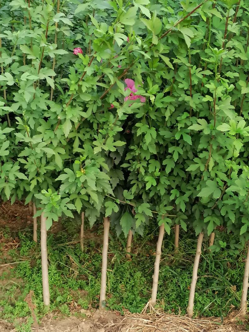 丛生木槿5-10分支自己苗圃产地直销没有中间环节160棵