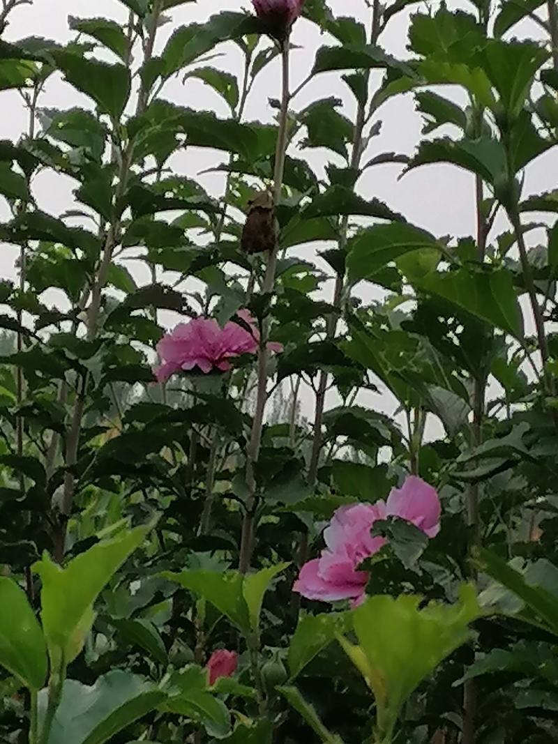 丛生木槿5-10分支自己苗圃产地直销没有中间环节160棵