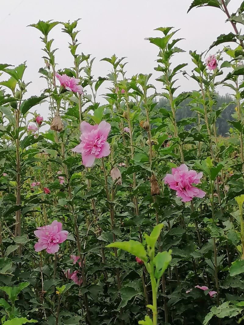 丛生木槿5-10分支自己苗圃产地直销没有中间环节160棵