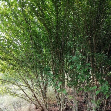丛生木槿5-10分支自己苗圃产地直销没有中间环节160棵