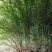 丛生木槿5-10分支自己苗圃产地直销没有中间环节160棵