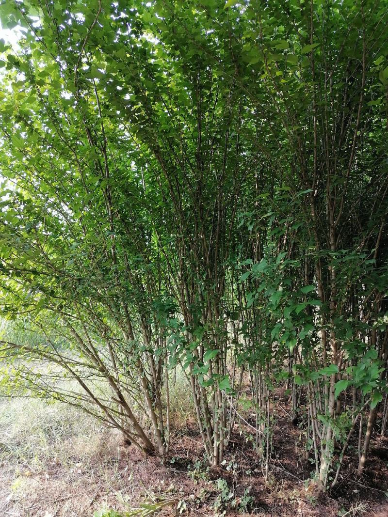 丛生木槿5-10分支自己苗圃产地直销没有中间环节160棵