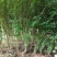 丛生木槿5-10分支自己苗圃产地直销没有中间环节160棵