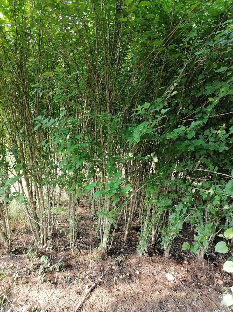 丛生木槿5-10分支自己苗圃产地直销没有中间环节160棵