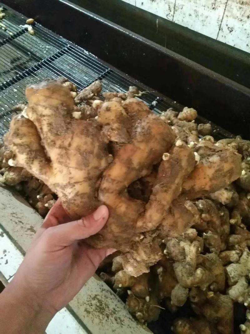 生姜产地批发一手货源保质保量物流全国发货