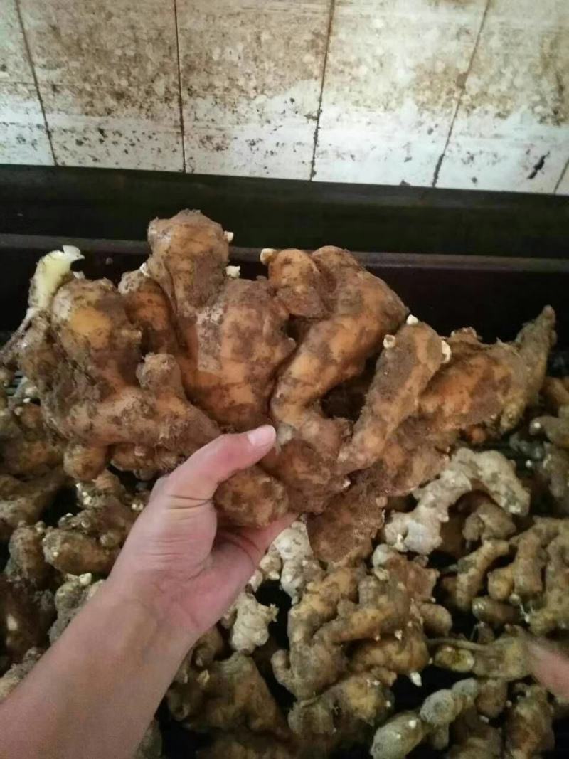生姜产地批发一手货源保质保量物流全国发货