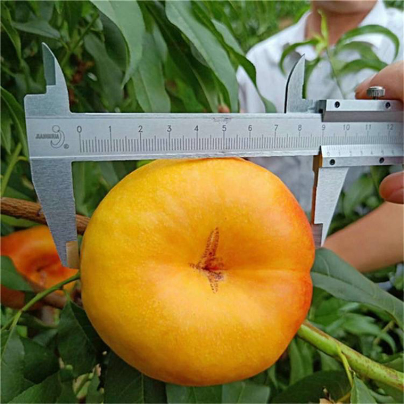 黄金蟠桃苗基地现挖现发南北方种植包成活技术指导