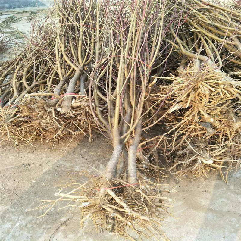 黄金蟠桃苗基地现挖现发南北方种植包成活技术指导