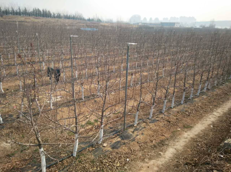 黄金蟠桃苗基地现挖现发南北方种植包成活技术指导