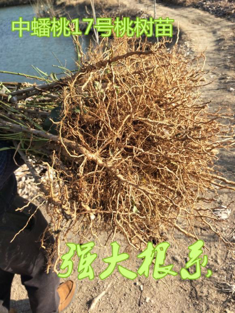 黄金蟠桃苗基地现挖现发南北方种植包成活技术指导