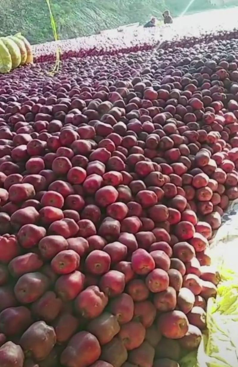 甘肃天水花牛基地大量上市，急需收通货的老板请联系连系