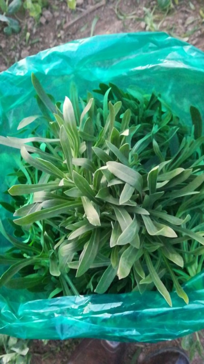 大量供应田七特菜(穿心莲)