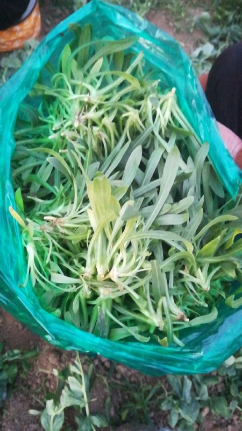 大量供应田七特菜(穿心莲)