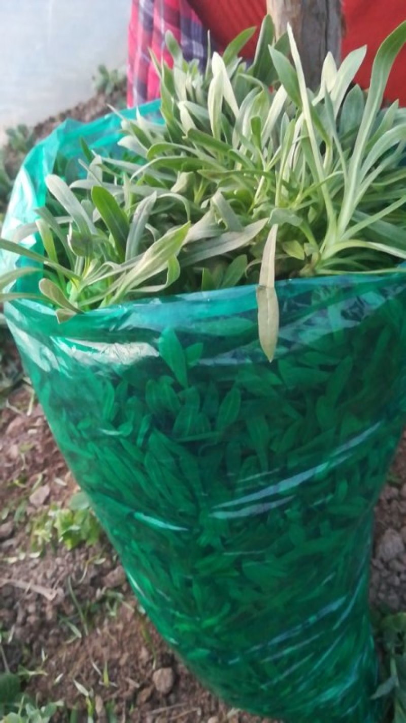 大量供应田七特菜(穿心莲)
