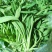 大量供应田七特菜(穿心莲)