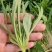大量供应田七特菜(穿心莲)