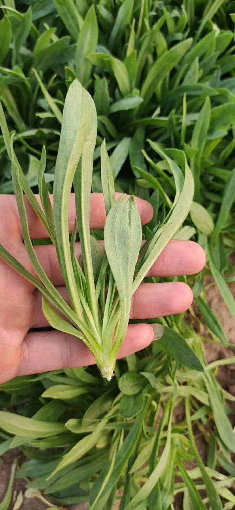 大量供应田七特菜(穿心莲)