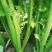 大量供应田七特菜(穿心莲)