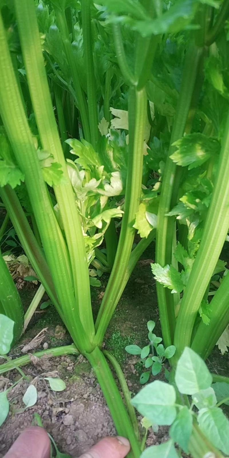 大量供应田七特菜(穿心莲)