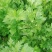 大量供应田七特菜(穿心莲)