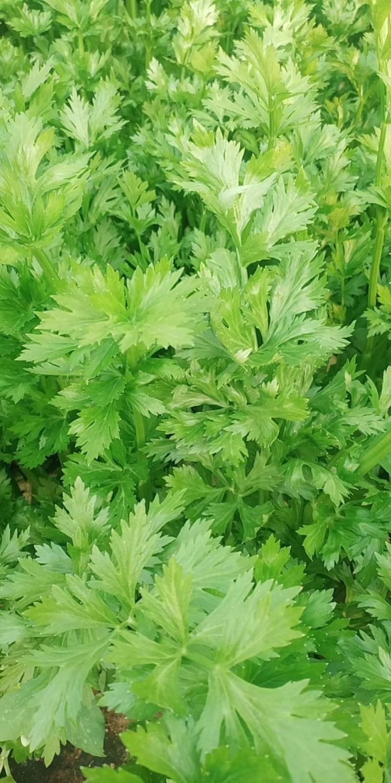 大量供应田七特菜(穿心莲)