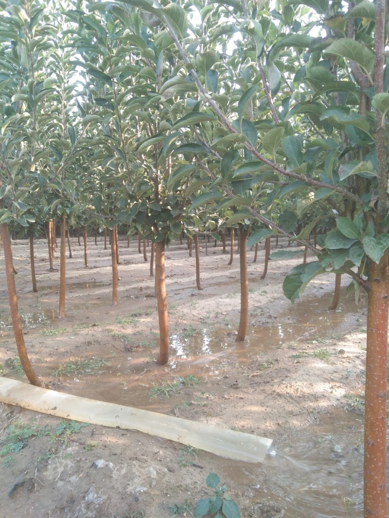 苹果树，品种占地苹果树！！！