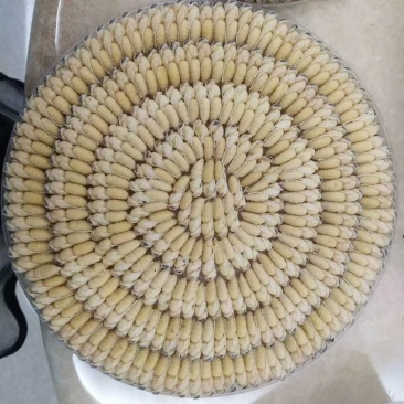 蜂蛹金环大个地王蜂虎头蜂
