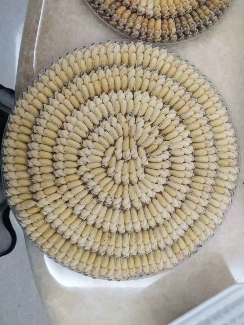 蜂蛹金环大个地王蜂虎头蜂