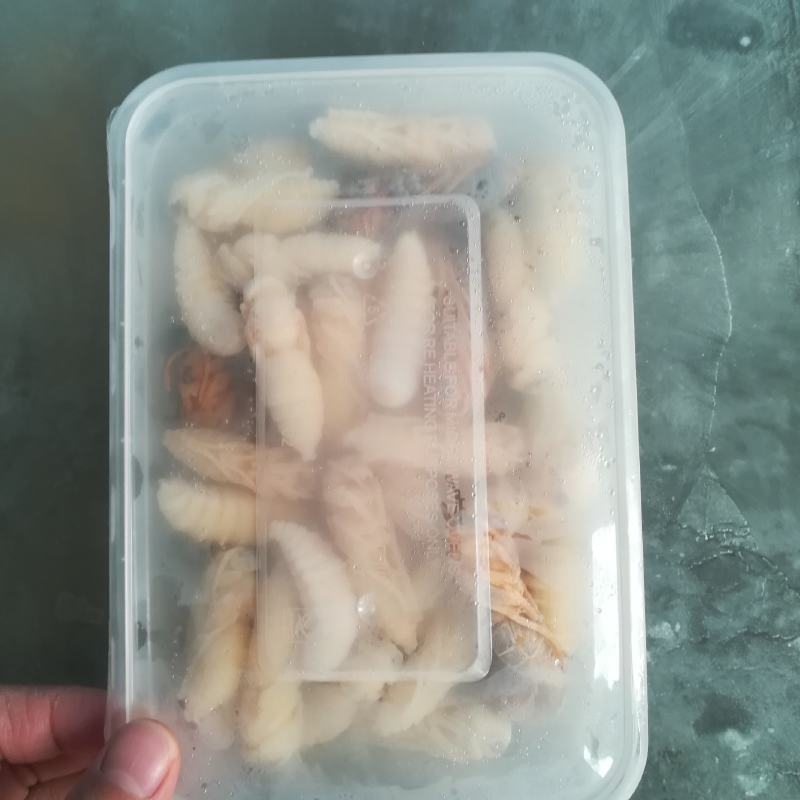 蜂蛹金环大个地王蜂虎头蜂