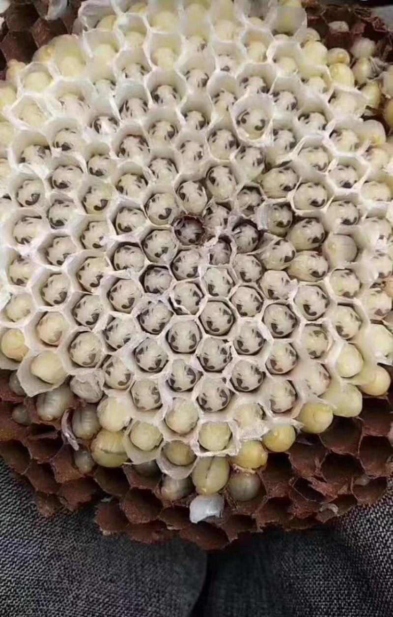 蜂蛹金环大个地王蜂虎头蜂