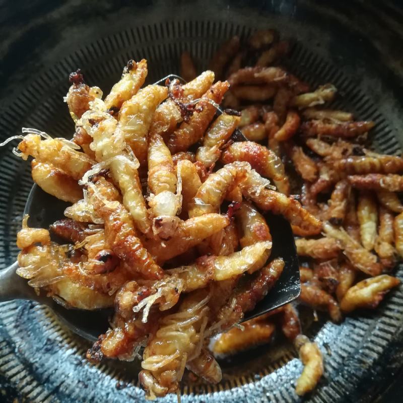 蜂蛹金环大个地王蜂虎头蜂