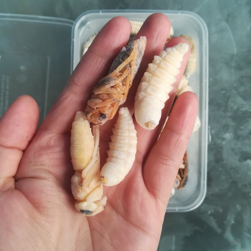 蜂蛹金环大个地王蜂虎头蜂