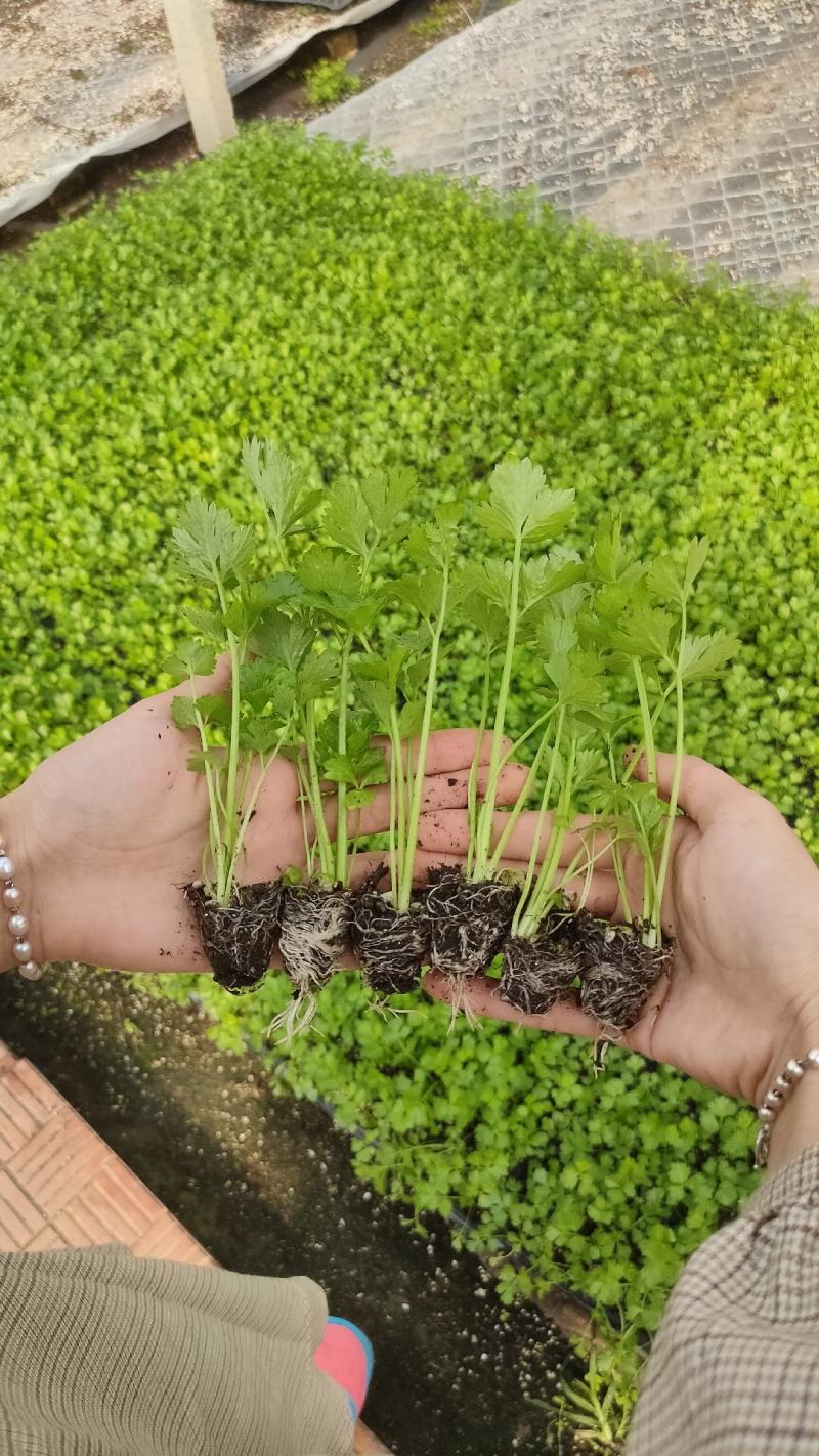 芹菜苗子西芹苗四季小香芹苗大芹菜水果芹菜地拔芹菜苗