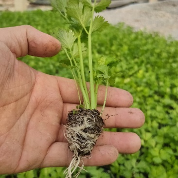 芹菜苗子西芹苗四季小香芹苗大芹菜水果芹菜地拔芹菜苗