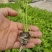 芹菜苗子西芹苗四季小香芹苗大芹菜水果芹菜地拔芹菜苗