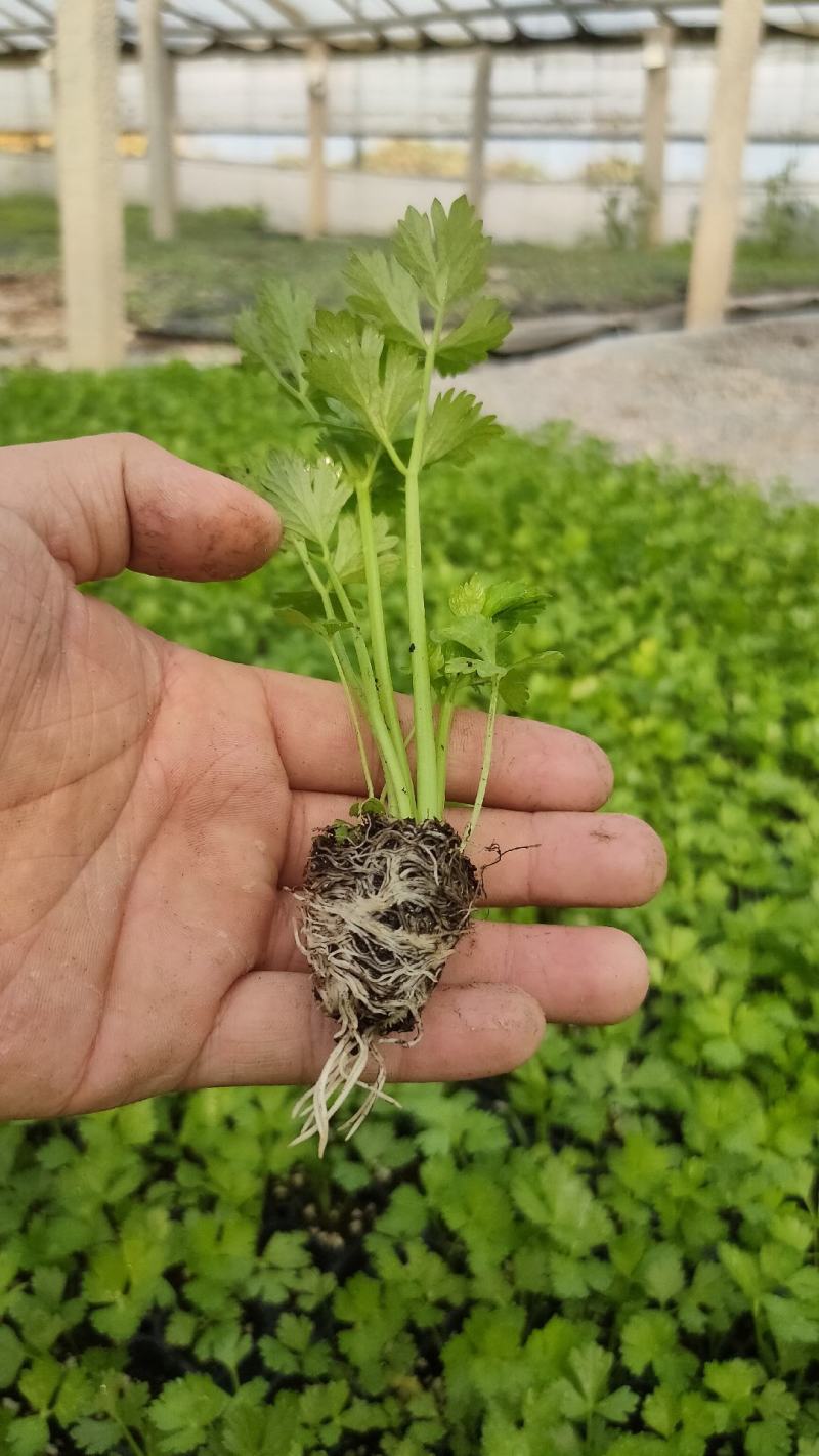 芹菜苗子西芹苗四季小香芹苗大芹菜水果芹菜地拔芹菜苗