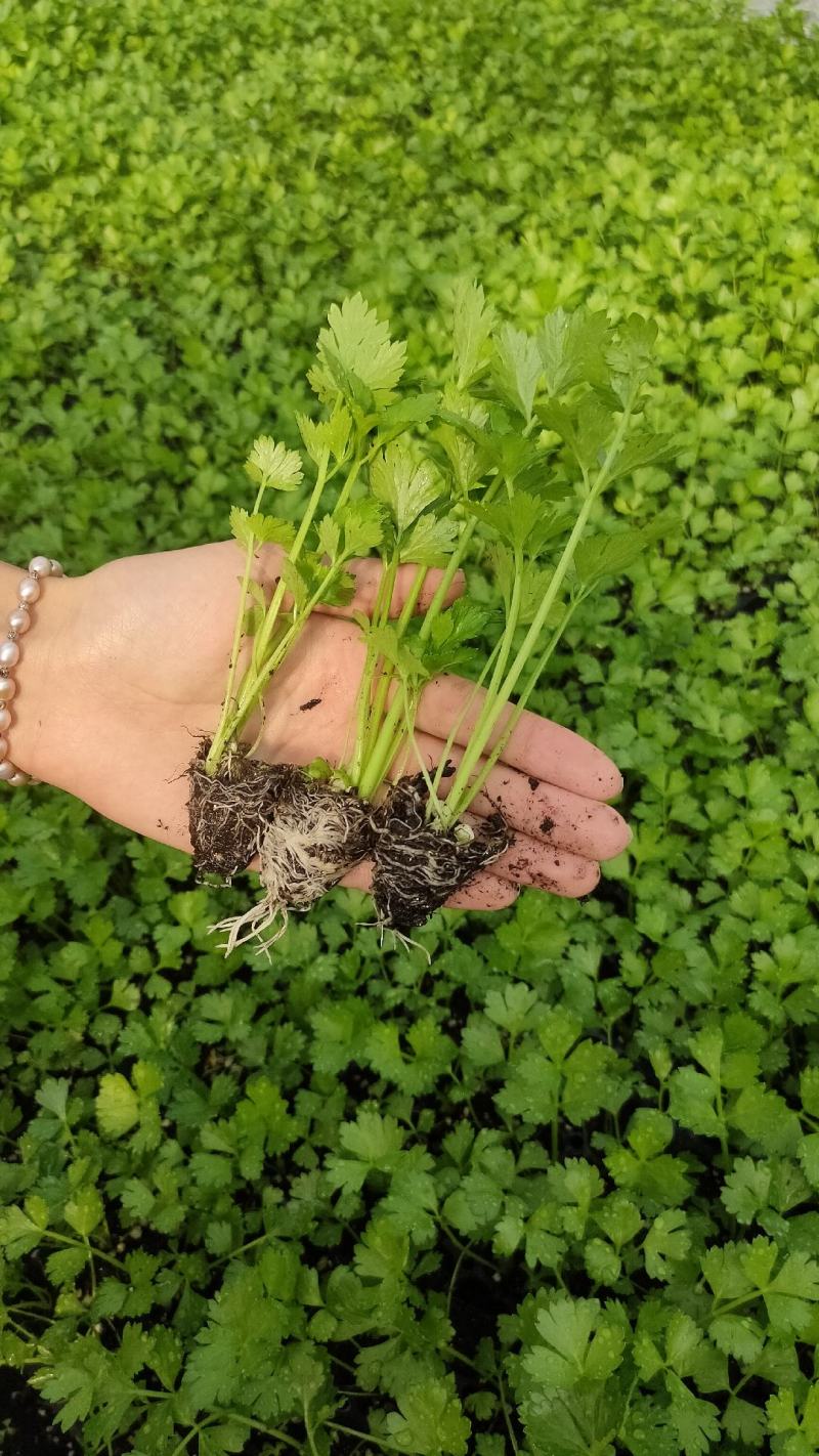 芹菜苗子西芹苗四季小香芹苗大芹菜水果芹菜地拔芹菜苗