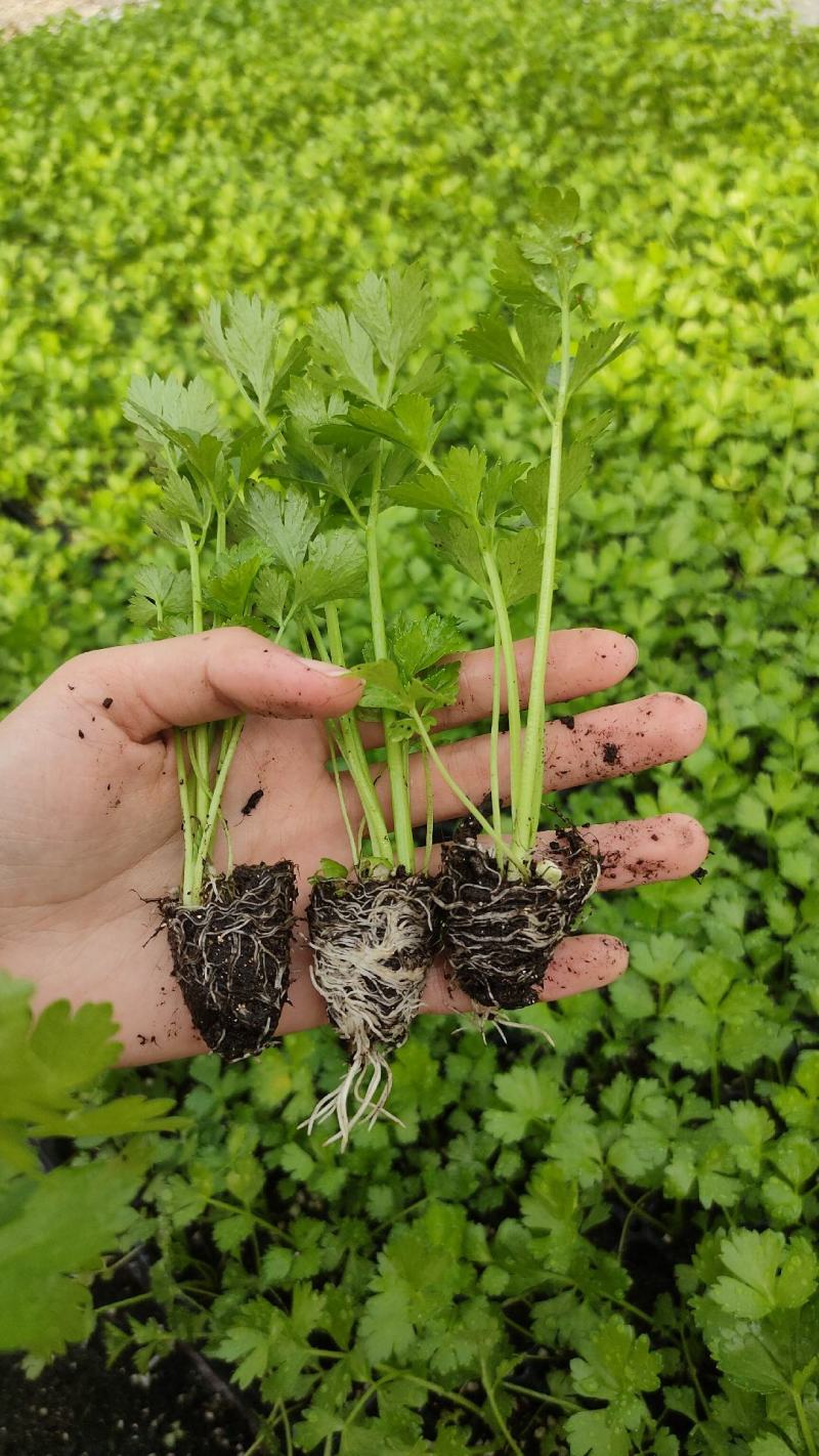 芹菜苗子西芹苗四季小香芹苗大芹菜水果芹菜地拔芹菜苗