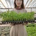 芹菜苗子西芹苗四季小香芹苗大芹菜水果芹菜地拔芹菜苗