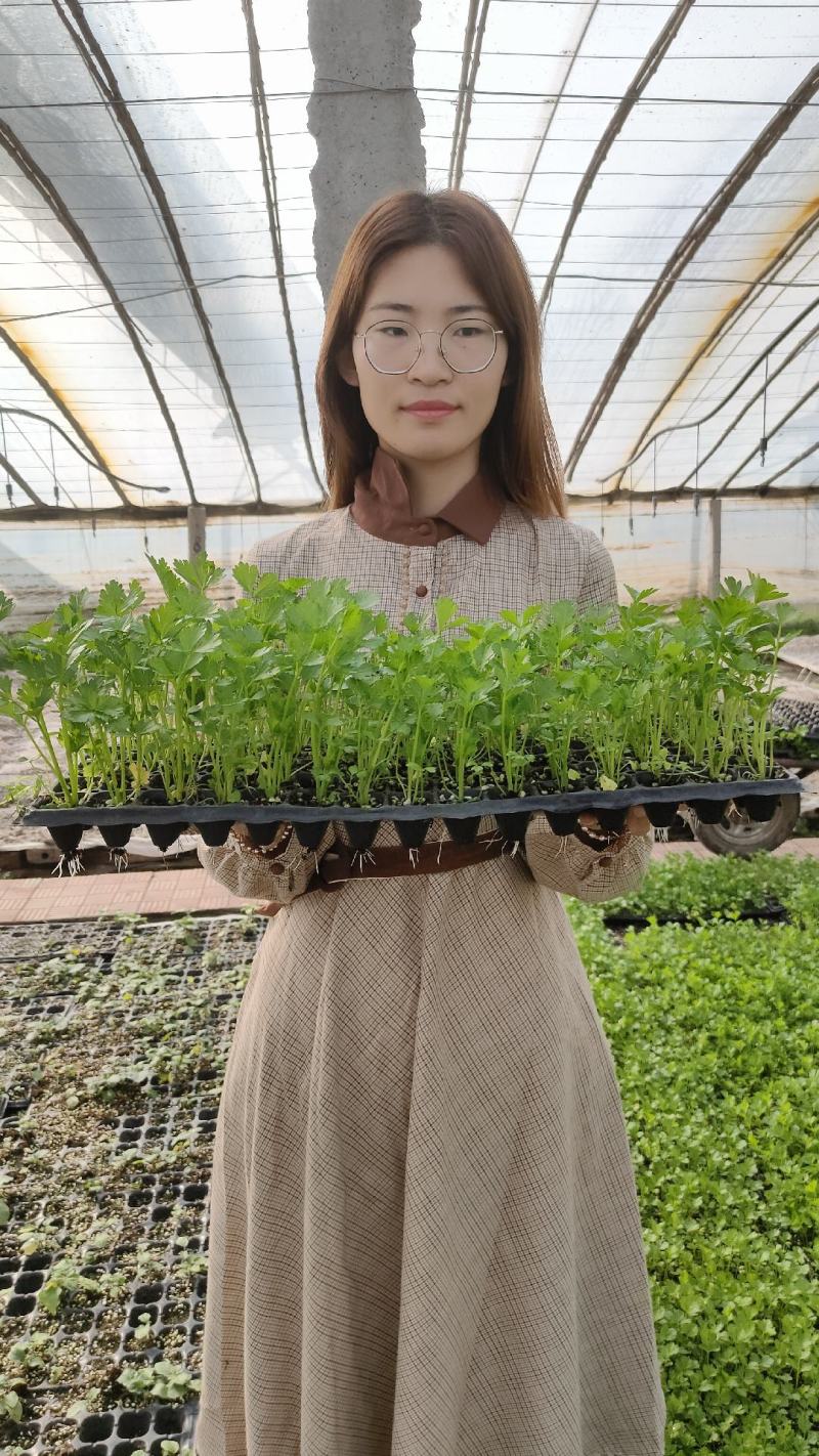 芹菜苗子西芹苗四季小香芹苗大芹菜水果芹菜地拔芹菜苗