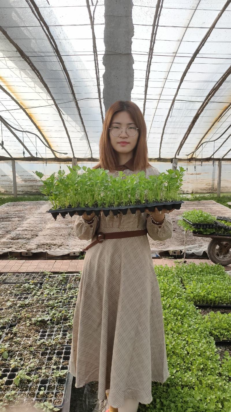芹菜苗子西芹苗四季小香芹苗大芹菜水果芹菜地拔芹菜苗