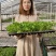 芹菜苗子西芹苗四季小香芹苗大芹菜水果芹菜地拔芹菜苗