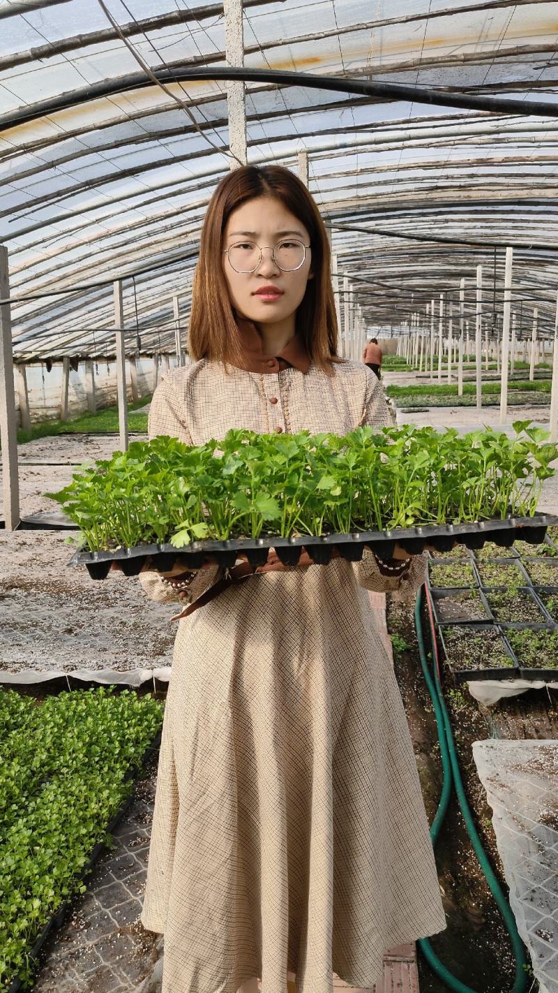 芹菜苗子西芹苗四季小香芹苗大芹菜水果芹菜地拔芹菜苗