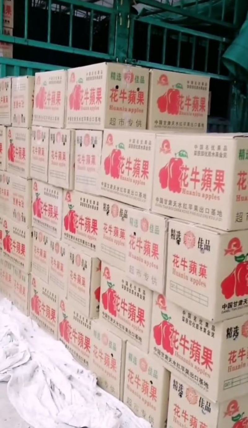 天水高山花牛苹果大量上市，急需收通货的老板联系代发全国，