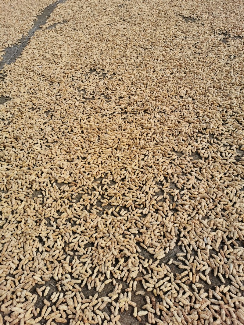 【黑花生】基地种植，产地直发，云南土货，极甜