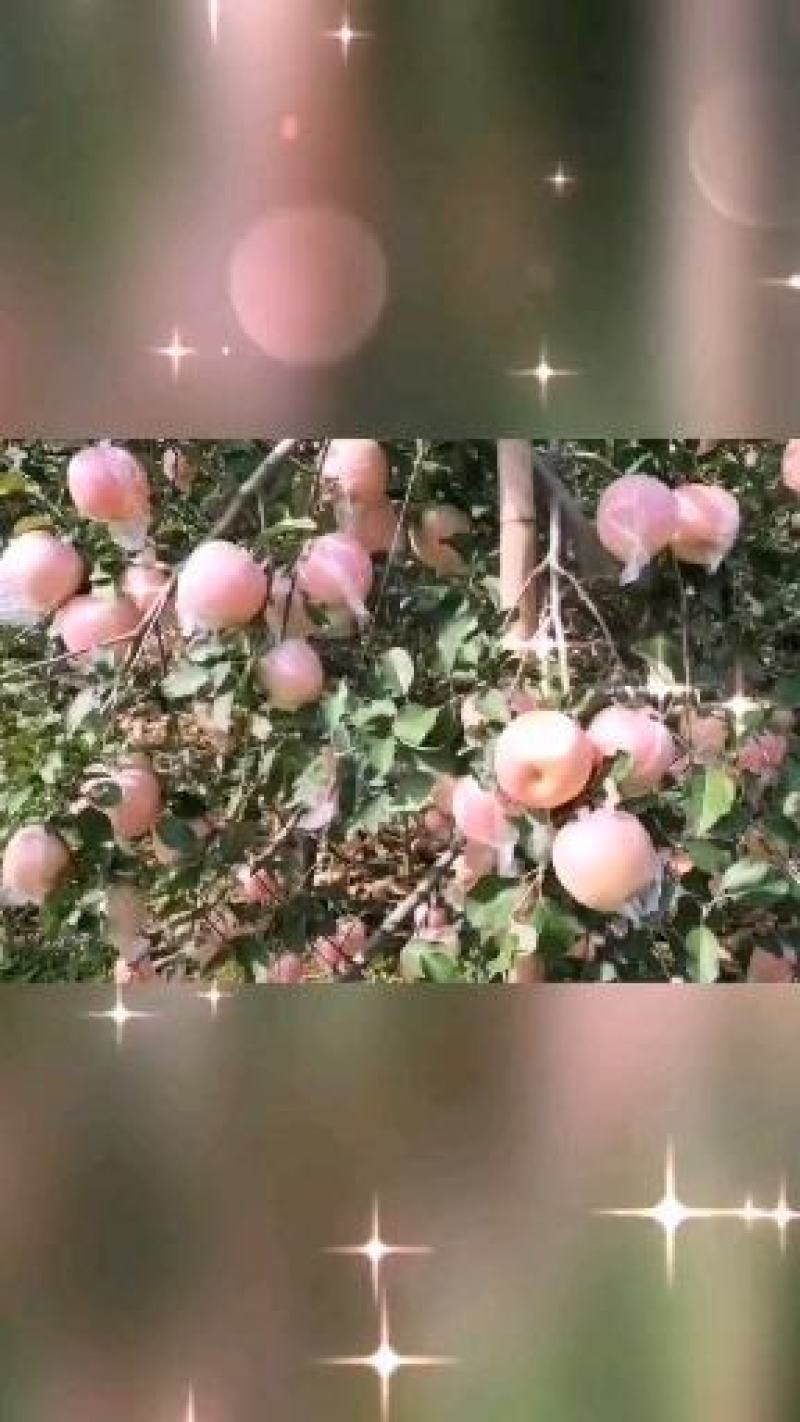 陕西特产富士王苹果,口感甜脆,可带皮吃,健康美容,泡沫拖