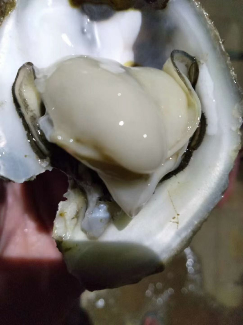 生蚝台山蚝汫洲蚝福建蚝湛江蚝批发带壳生蚝