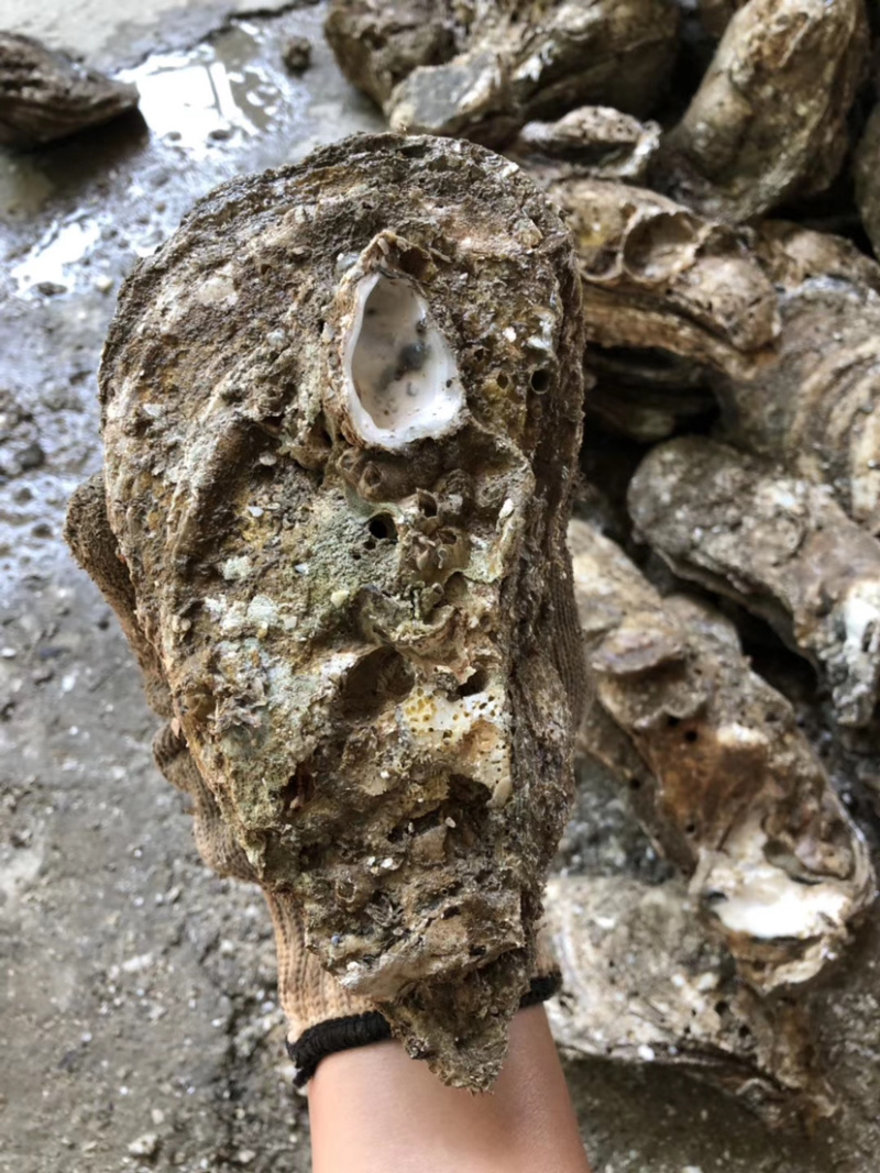 生蚝台山蚝汫洲蚝福建蚝湛江蚝批发带壳生蚝