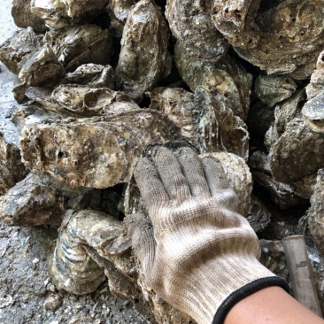 生蚝台山蚝汫洲蚝福建蚝湛江蚝批发带壳生蚝