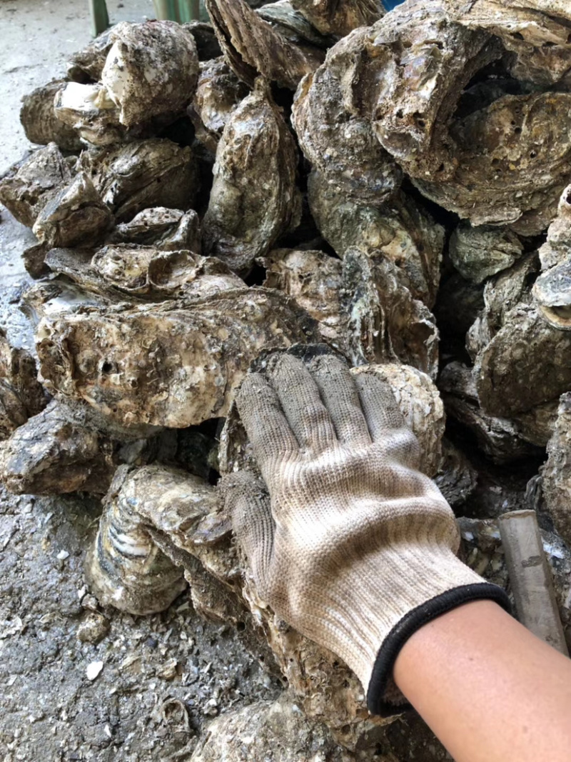 生蚝台山蚝汫洲蚝福建蚝湛江蚝批发带壳生蚝